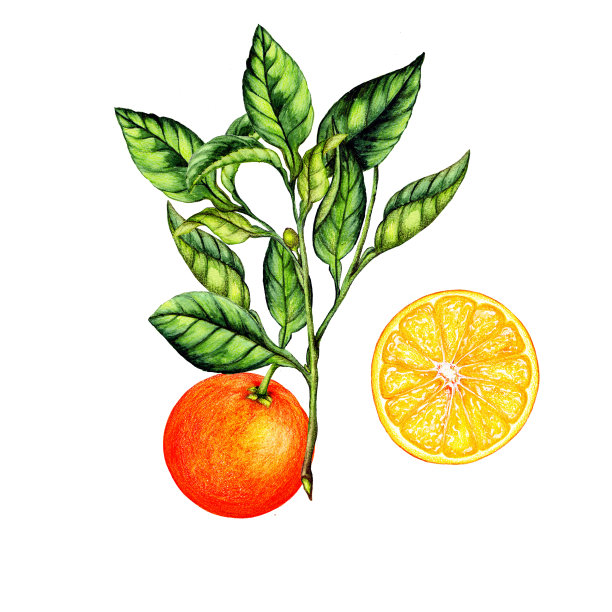 柑桔果实分离植物学图解图片下载