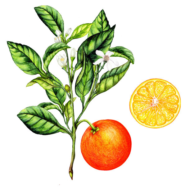 柑桔果实分离植物学图解素材图片