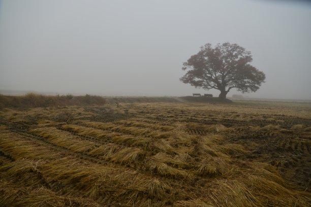 收获后图片下载