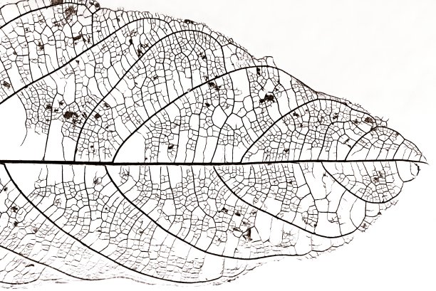 闭合的叶子骨架。图片下载