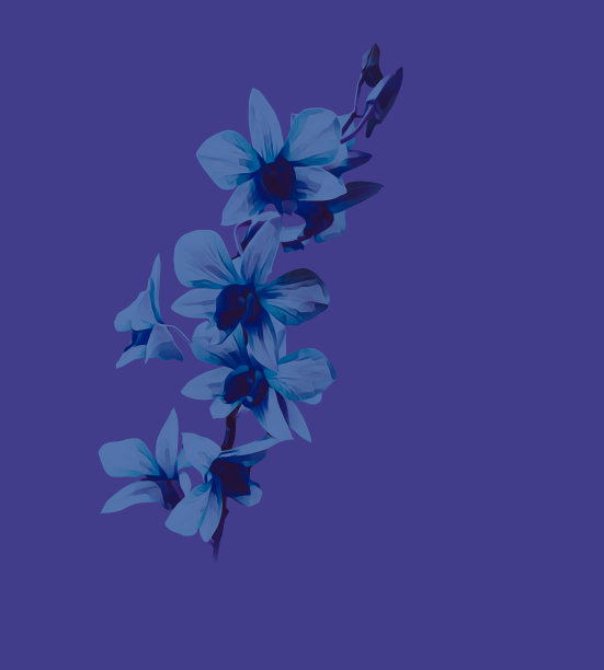 兰花的花图片下载