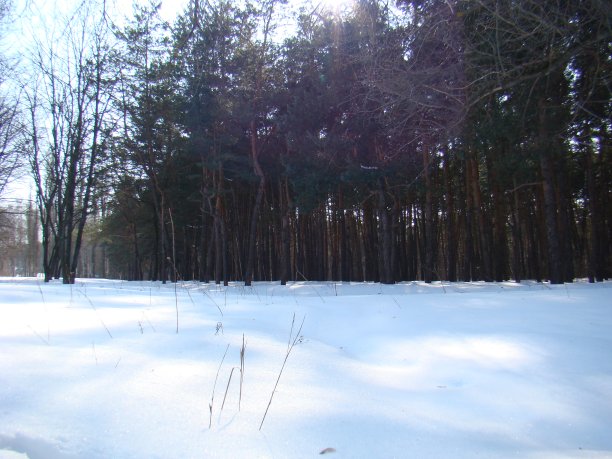 松林里的雪。这是一个阳光明媚的冬日里的松林。一张照片。图片下载