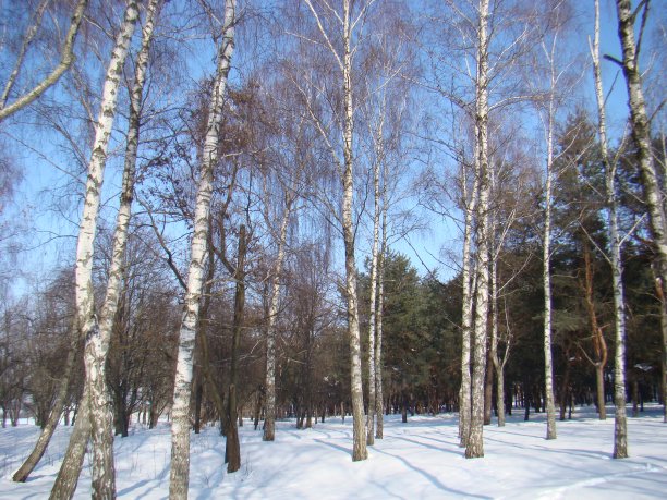 冬天的风景，白桦树映衬着蓝天。冬天的风景与雪和白桦树的背景松树林。一张照片。图片下载