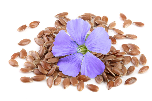 花孤立在白色背景上的亚麻种子图片下载