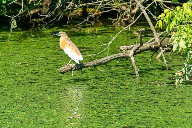 典型的景观，在沼泽地区的皇家池塘(Carska bara)，大型自然栖息地鸟类和其他动物来自塞尔维亚。照片上的涉水鸟。图片下载