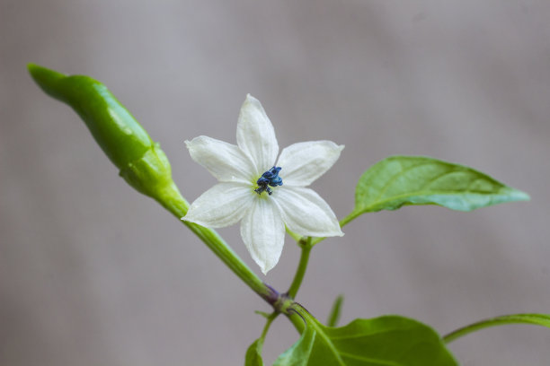 一枝青椒上的白花图片下载