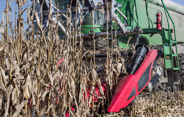 收割玉米图片下载