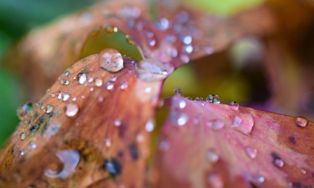 秋天的雨滴图片下载