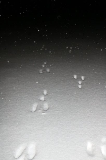 夜里兔子在雪地上留下脚印图片下载