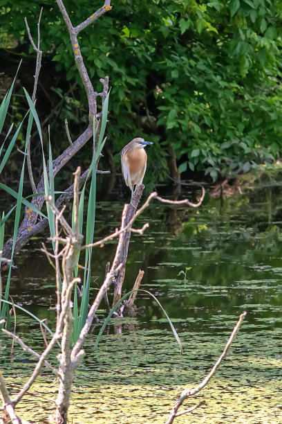 典型的景观，在沼泽地区的皇家池塘(Carska bara)，大型自然栖息地鸟类和其他动物来自塞尔维亚。照片上的涉水鸟。图片下载