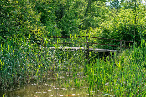 典型的景观，在沼泽地区的皇家池塘(Carska bara)，大型自然栖息地鸟类和其他动物来自塞尔维亚。照片中的木桥。图片下载