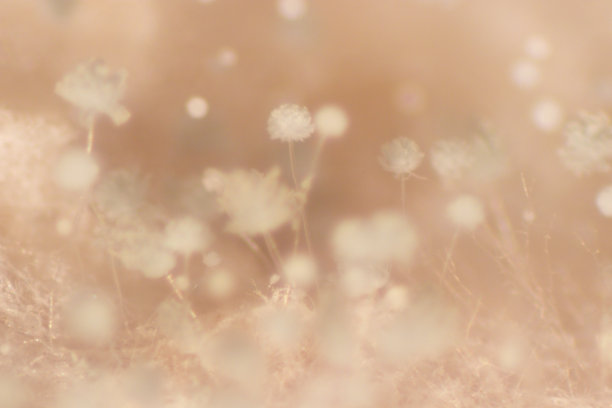 霉菌美丽，菌落特性的培养培养基板从实验室微生物。图片下载