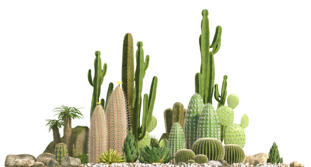 由不同种类的仙人掌、芦荟和肉质植物组成的装饰组合，孤立在白色背景上。图片下载