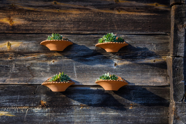 的花盆图片下载