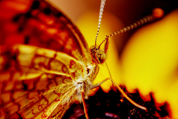 黑眼苏珊上的蝴蝶。图片下载