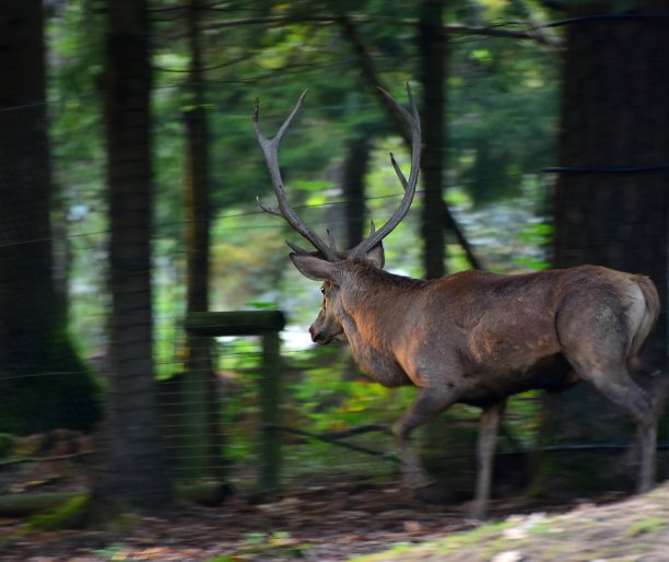 红鹿。男性。动物园斯洛文尼亚图片下载