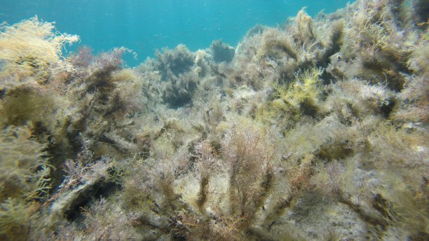 水下植物图片下载