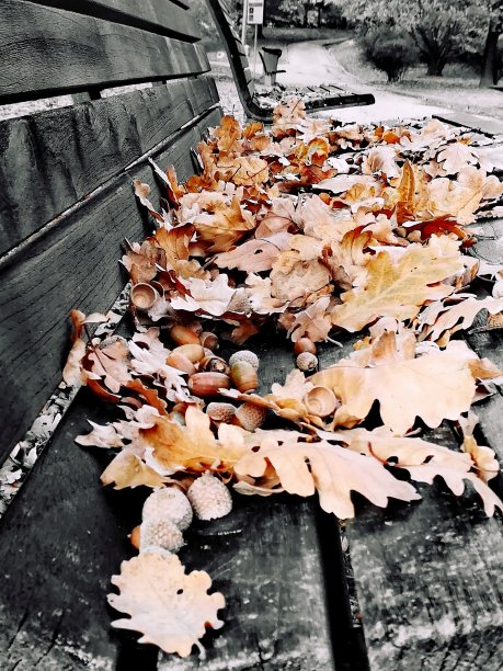 桌上枫叶的高角度视图图片下载