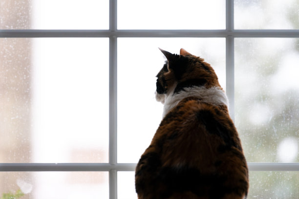 后面的印花布猫坐在里面，室内，室内，在房子里，在家的房间看鸟，望出去，透过窗户外面，在户外，打猎图片下载