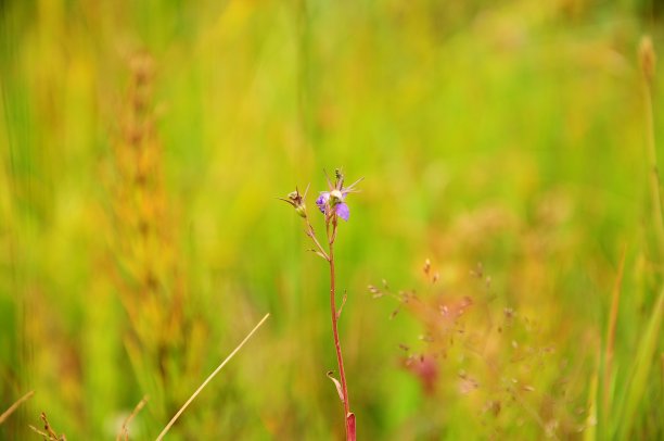 明亮的植物与美丽模糊的背景图片下载