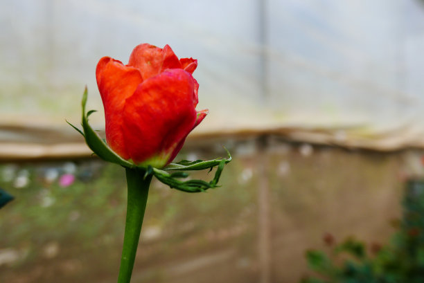 在日光温室里盛开的红玫瑰的特写，在乡村地区为爱，激情，放松，旅游，农业旅游，农业旅游，季节，时间，假期，农业，职业和职业概念图片下载