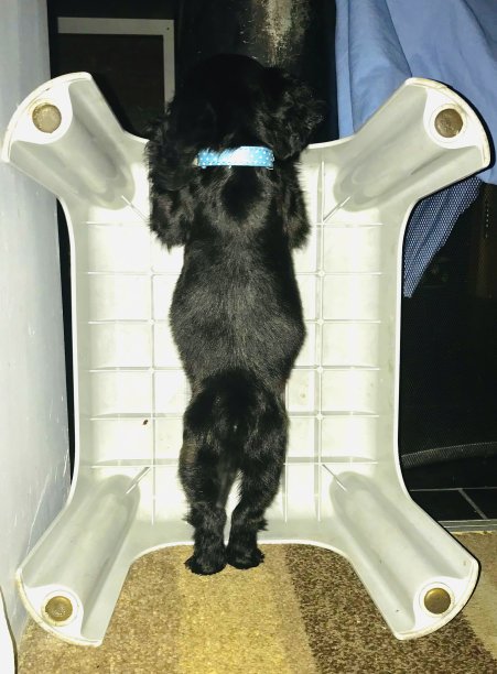 不是玩具，是小狗，是可爱的小可卡犬图片下载