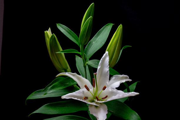 白百合的花图片下载