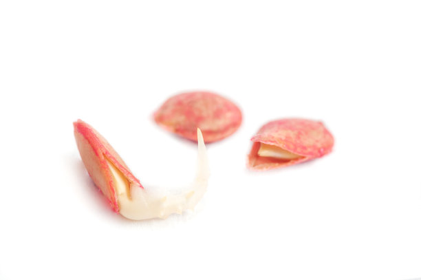 发芽的南瓜籽在一个白色背景微距图片下载