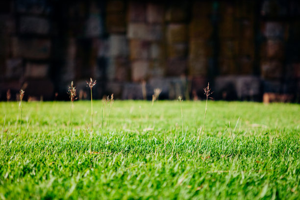 特写绿色草地图片下载