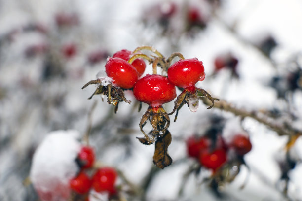 雪地里的野玫瑰：冰冷的冬日早晨，山楂果被冰雪覆盖图片下载