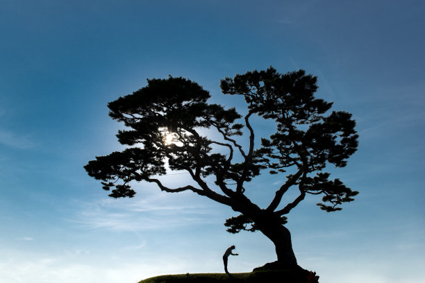 松树VD700祈祷图片下载