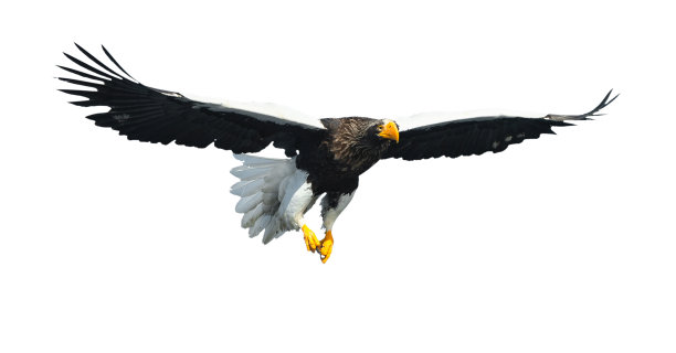 成年虎头海鹰在飞行。孤立在白色背景上。图片下载