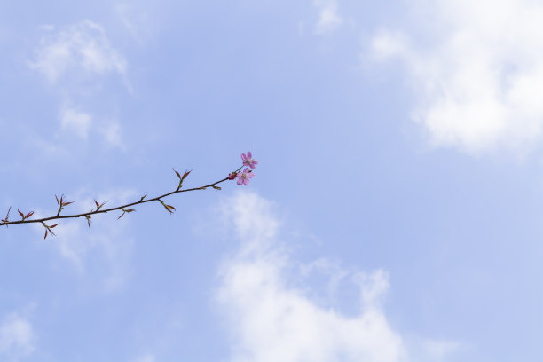 野生喜马拉雅樱桃在天空的背景图片下载