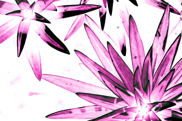 水彩烟花在纸上。抽象的彩色图像上什么人的纸。用画笔画星星形状的想象花朵。艺术背景。彩色图片上的白色画布。生动的草图与复制空间。图片下载