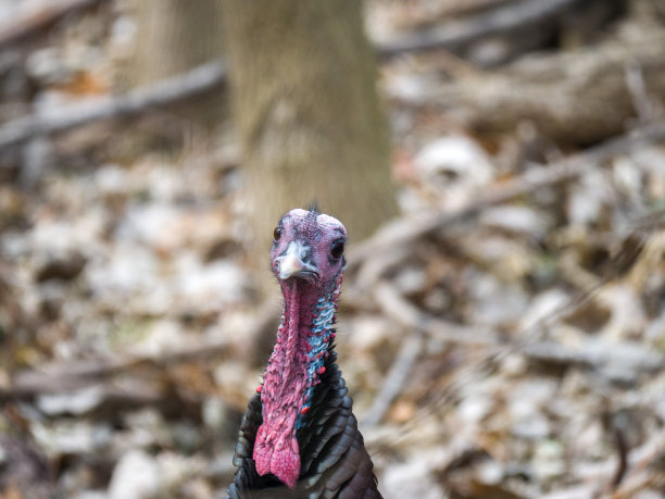 这是野生动物的特写照片，一只雄性青铜色的野生火鸡站在威斯康辛州乡村的树林里看着摄像机。图片下载