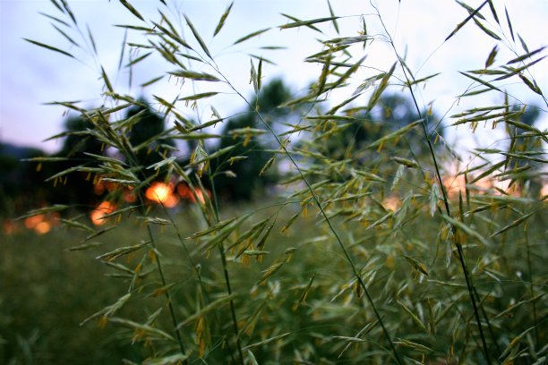 夏天晚上的灯光图片下载