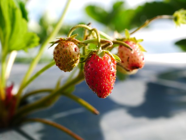 草莓园图片下载