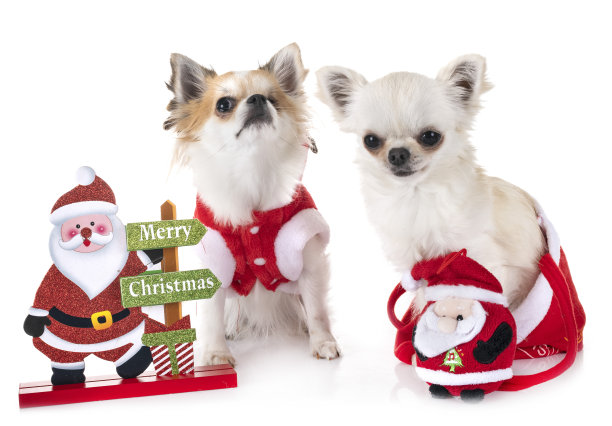 小吉娃娃图片下载