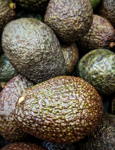 收获绿色鳄梨图片下载