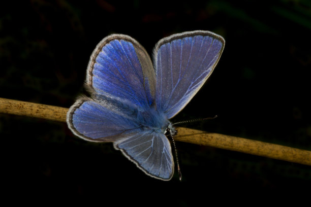 常见的蓝色蝴蝶图片下载
