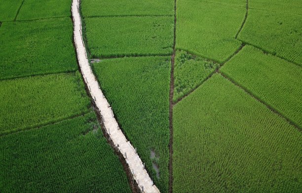 郁郁葱葱的稻田，竹桥横跨稻田。图片下载