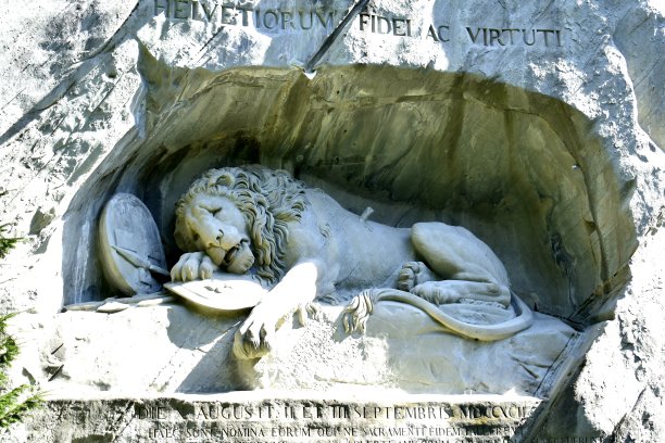 狮子的紫花苜蓿图片下载