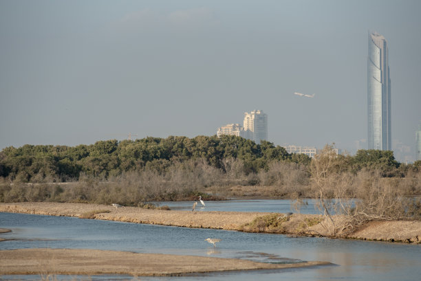 拉斯奥科尔野生动物保护区，拉姆萨尔湿地，红树林，迪拜，阿拉伯联合酋长国中的野生鸟类图片下载