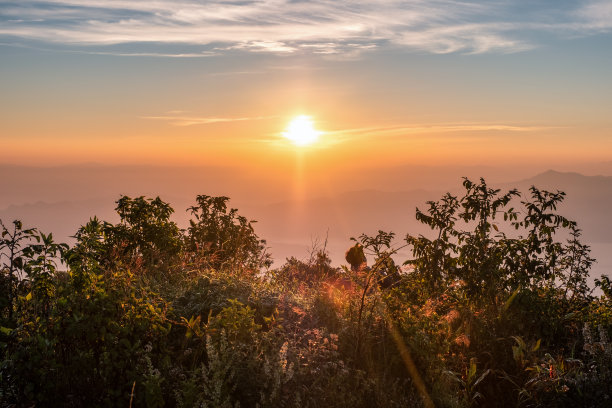 晨曦照在灌木丛上图片下载