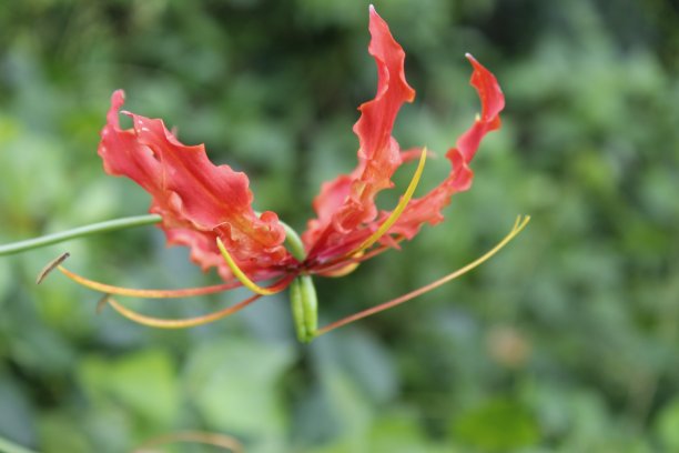superba是秋水仙科的一种开花植物图片下载