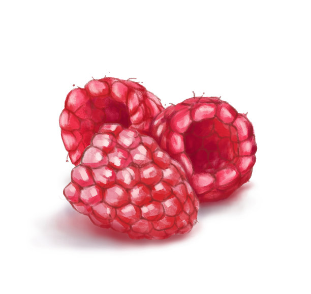 树莓被孤立在白色背景上图片下载
