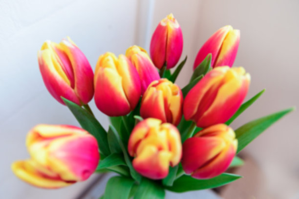 一束红色和黄色的郁金香。散焦背景图片下载