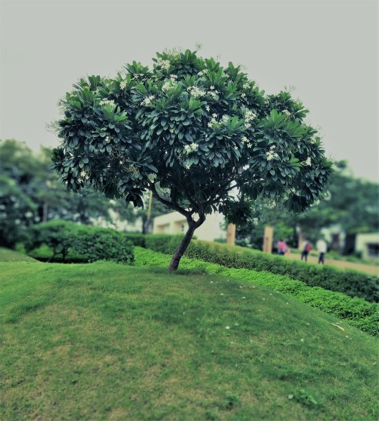 这棵树图片下载