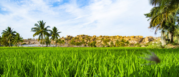 (选择性聚焦)令人惊叹的绿色稻田与棕榈树和岩石的背景在日落。Hampi,卡纳塔克邦,印度。图片下载