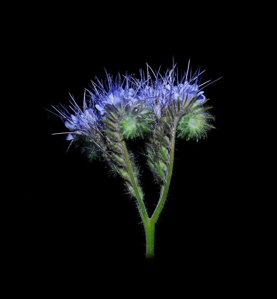 花边Phalecia紫色Fiddleneck图片下载